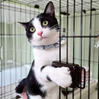 人馴れ抜群！ヤンチャBOY★福丸くん