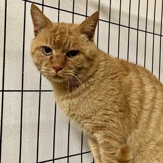 茶虎のセナくん