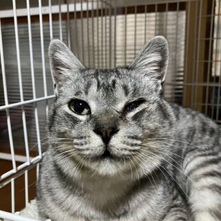 グレーサバ虎のコレタンくん