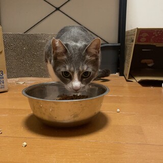 グリーンの目　グレーハチワレ