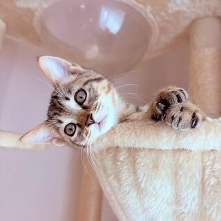 おっとり甘えん坊3兄妹