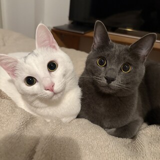 【2/22三田】ビビリでも触って欲しいツンデレ姉妹