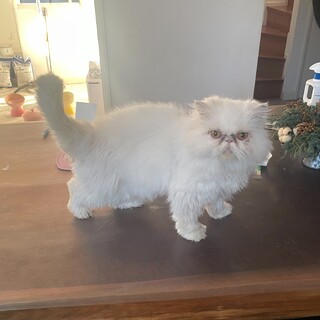 白い（ホワイト）エキゾチックロングの5歳の女の子