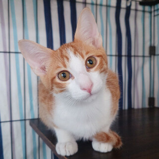 【4/5三田】ボクとママずっとのお家探してます