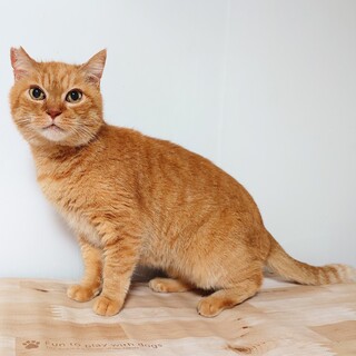 【2/22三田】ゆったり穏やかなおじいちゃん猫