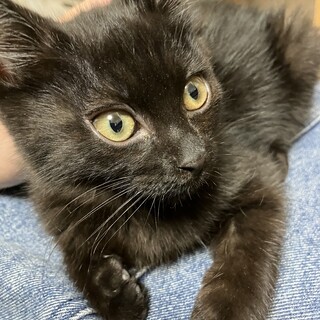 【応募多数により募集一時停止中】★黒猫の女の子★