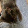 【応募多数により募集一時停止中】★黒猫の女の子★ サムネイル2