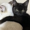 【応募多数により募集一時停止中】★黒猫の女の子★ サムネイル4