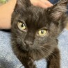 【応募多数により募集一時停止中】★黒猫の女の子★ サムネイル7