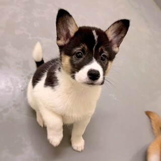 保健所生まれのきょうだい　タローガくん　  2ヶ月