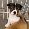 【相談中】保健所生まれのきょうだい　タローガくん サムネイル3