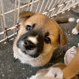 保健所生まれのきょうだい　ポルクちゃん 　2ヶ月