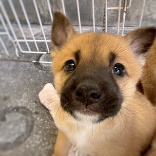 保健所生まれのきょうだい　タノンちゃん 　2ヶ月