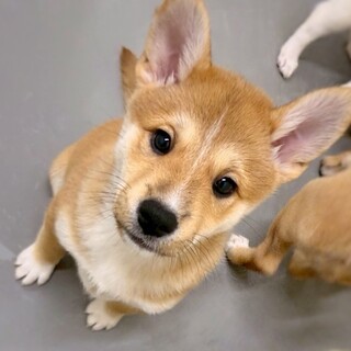 保健所生まれのきょうだい　デュオンくん 　2ヶ月