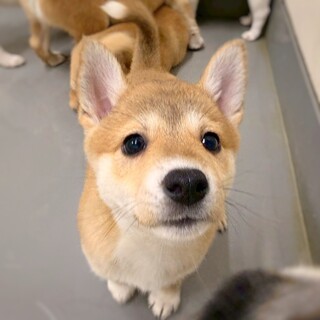 保健所生まれのきょうだい　ルアちゃん 　2ヶ月