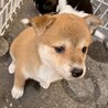 保健所生まれのきょうだい　ルアちゃん 　2ヶ月 サムネイル2