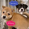 保健所生まれのきょうだい　ルアちゃん 　2ヶ月 サムネイル3
