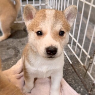 保健所生まれのきょうだい　タリークくん 　2ヶ月