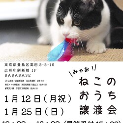 ◇ミャオ！ねこのおうち◇譲渡会◇