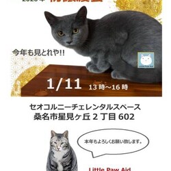 三重県桑名市1月11日(日)リトルパウエイド譲渡会