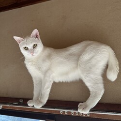 三重県桑名市1月11日(日)リトルパウエイド譲渡会 サムネイル2