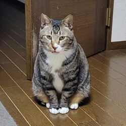 三重県桑名市1月11日(日)リトルパウエイド譲渡会 サムネイル3