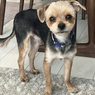 やんちゃで元気いっぱいなヨーキーMIXの男の子