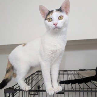 猛烈親しい❤️シャイナちゃん