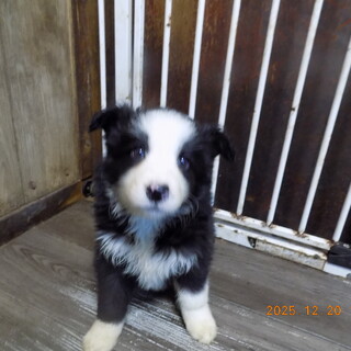 ボーダーコリーの子女女