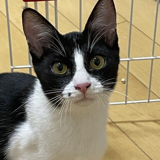 ホクロが可愛い♡５ヶ月のハチワレ男子大ちゃん