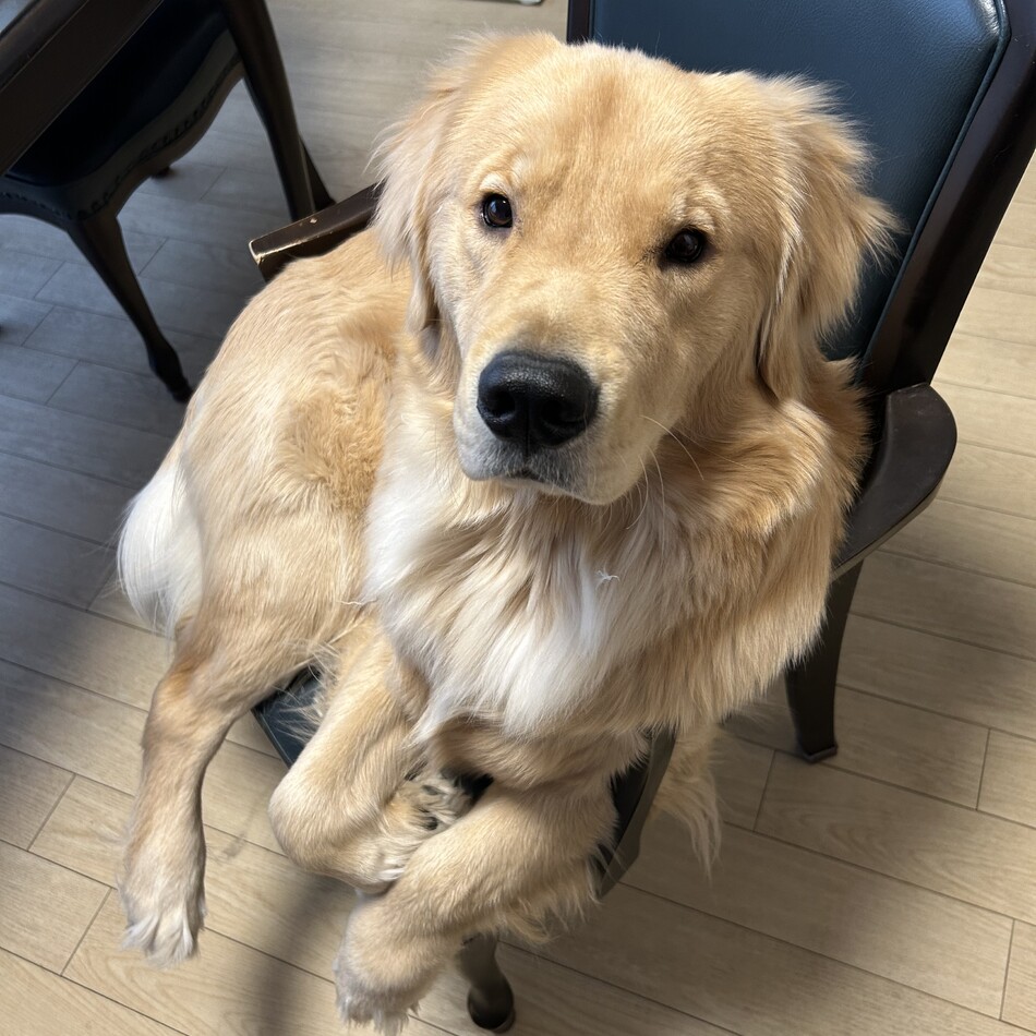 平成八事動物病院のカバー写真
