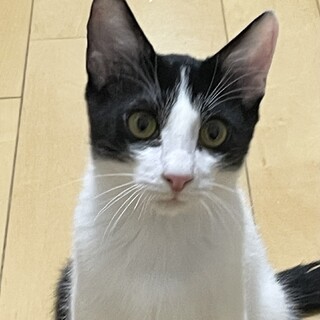 シャイだけど優しい穏やかなハチワレ男子福くん