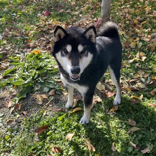 厳格黒柴「玄さん」