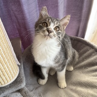 丸顔グレーのサバシロ甘えん坊のレオ君