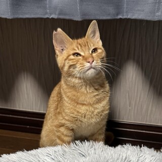 人馴れした可愛い茶トラ男の子ラテ君