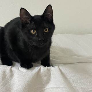 人のそばから離れない５ヶ月の黒猫♡響