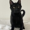 人のそばから離れない５ヶ月の黒猫♡響 サムネイル2