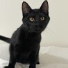 人のそばから離れない５ヶ月の黒猫♡響 サムネイル3