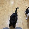 人のそばから離れない５ヶ月の黒猫♡響 サムネイル4