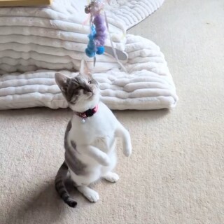 静かで優しい男の子甘えさせてくれる方希望