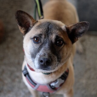 お散歩とボール遊びが大好き⭐︎ゾロくん