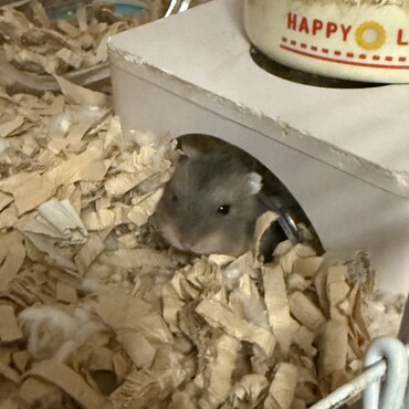 ハムスターの写真