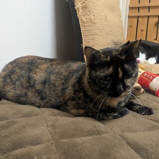 【幸運な猫・避妊済み】サビ猫♀️人慣れしてきた✨