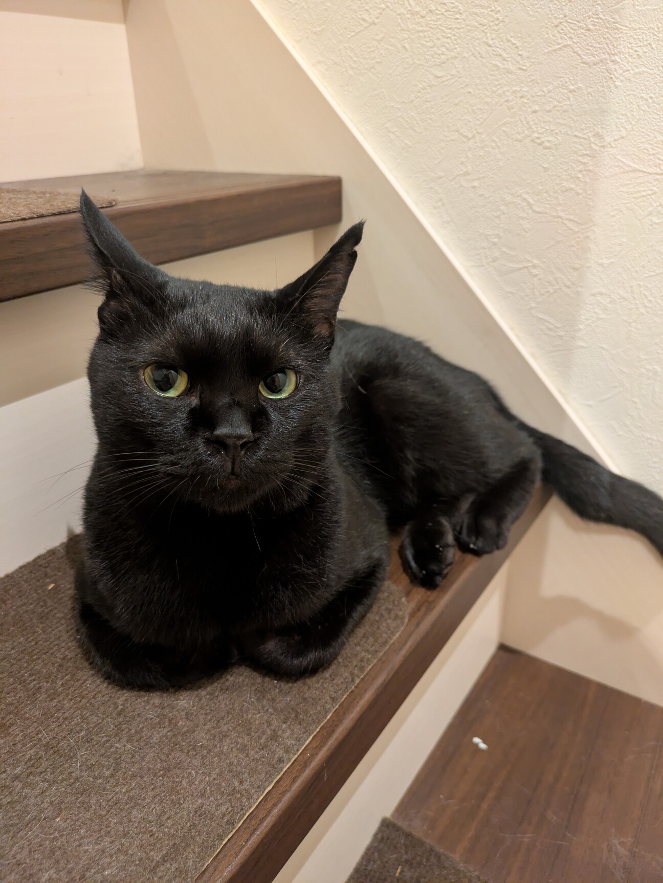 見た目は大人中身は子ども小さな怪獣「のりたま」です サムネイル1