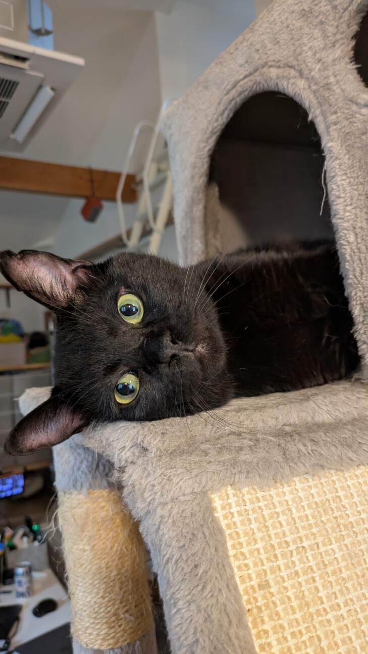 見た目は大人中身は子ども小さな怪獣「のりたま」です サムネイル2