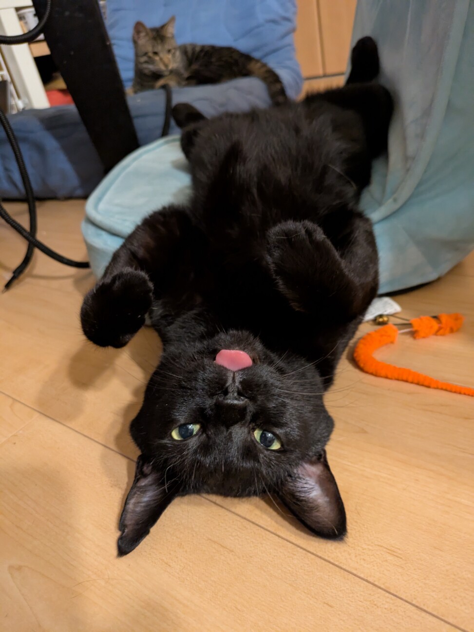 見た目は大人中身は子ども小さな怪獣「のりたま」です サムネイル3