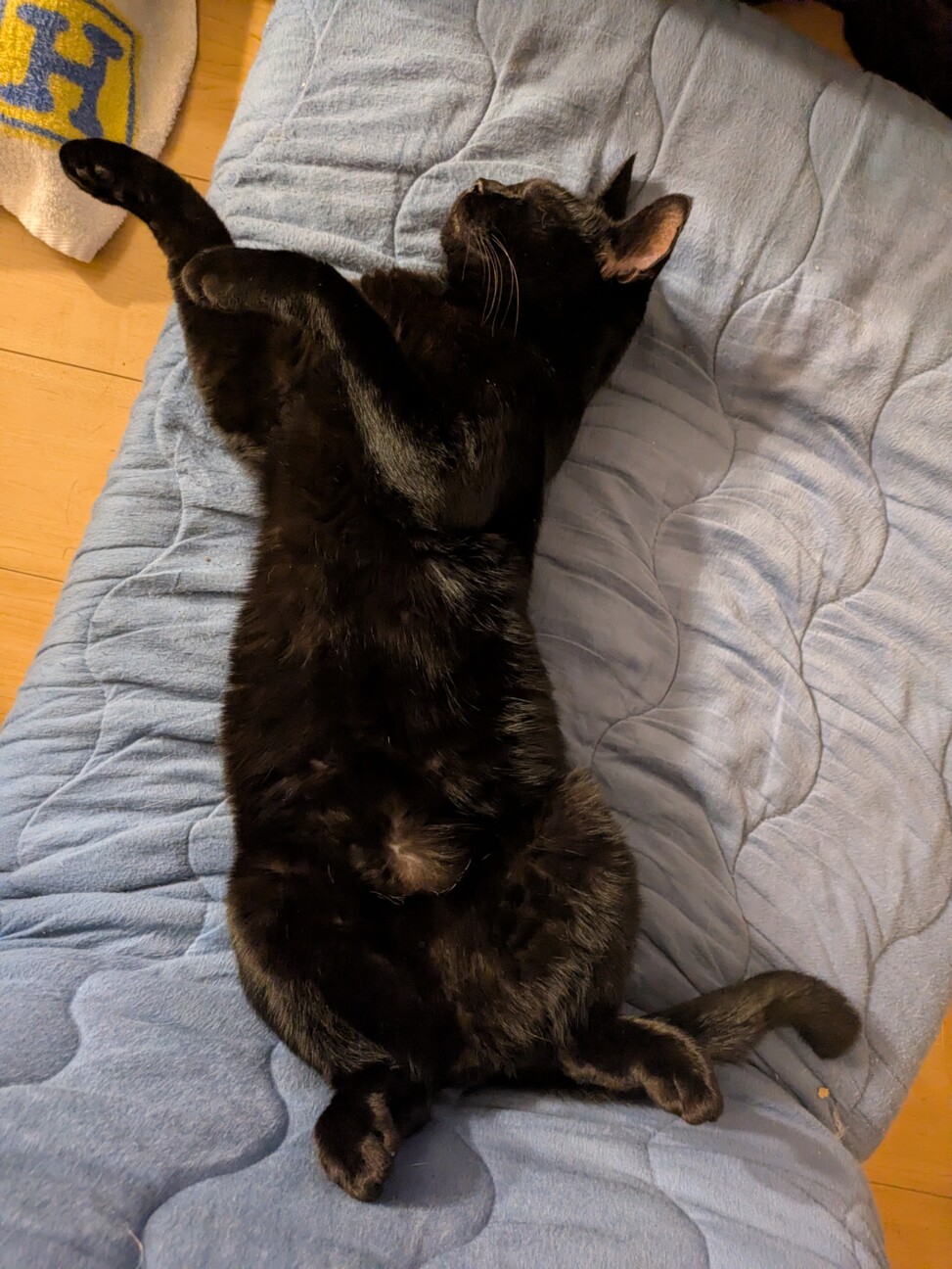 見た目は大人中身は子ども小さな怪獣「のりたま」です サムネイル5