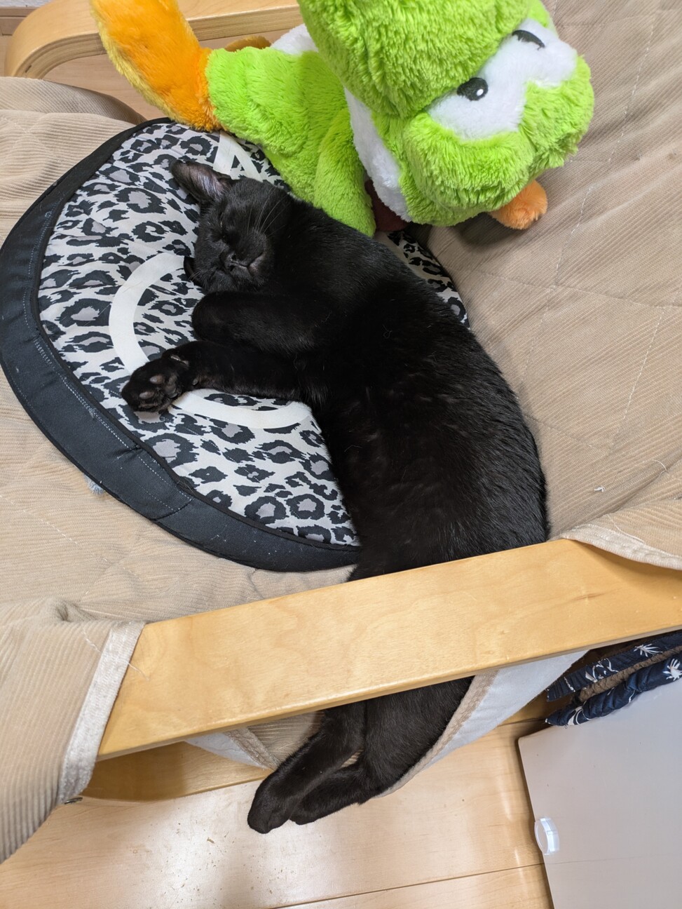 見た目は大人中身は子ども小さな怪獣「のりたま」です サムネイル6