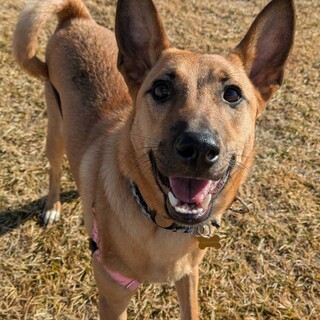 綺麗で懐っこさ100点のトンカツくん