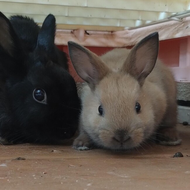 チャビちゃんのカバー写真